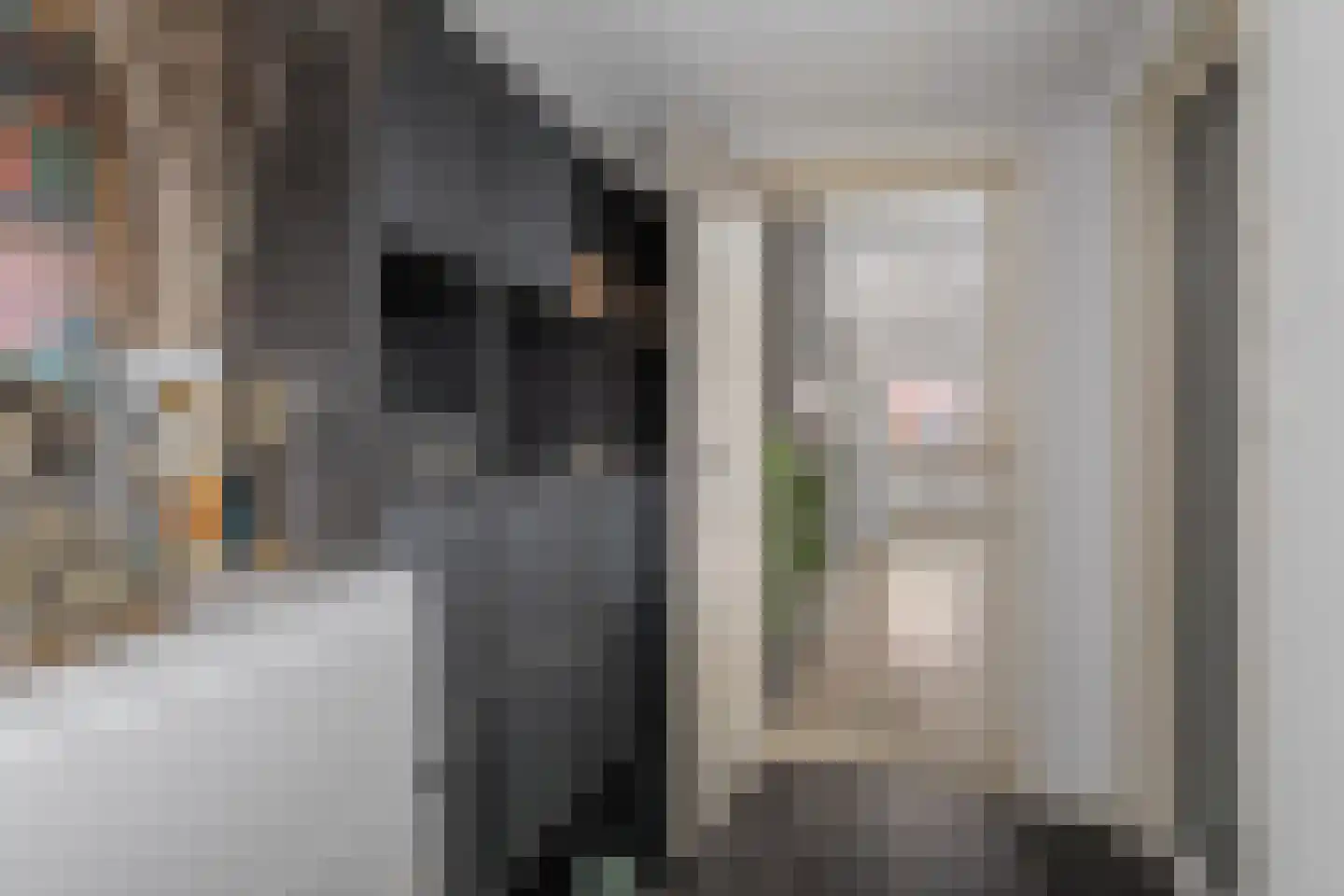 Zilverfazant 2 Nieuwegein thumbnail 17