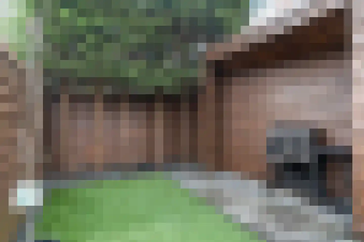 Zilverfazant 2 Nieuwegein thumbnail 33