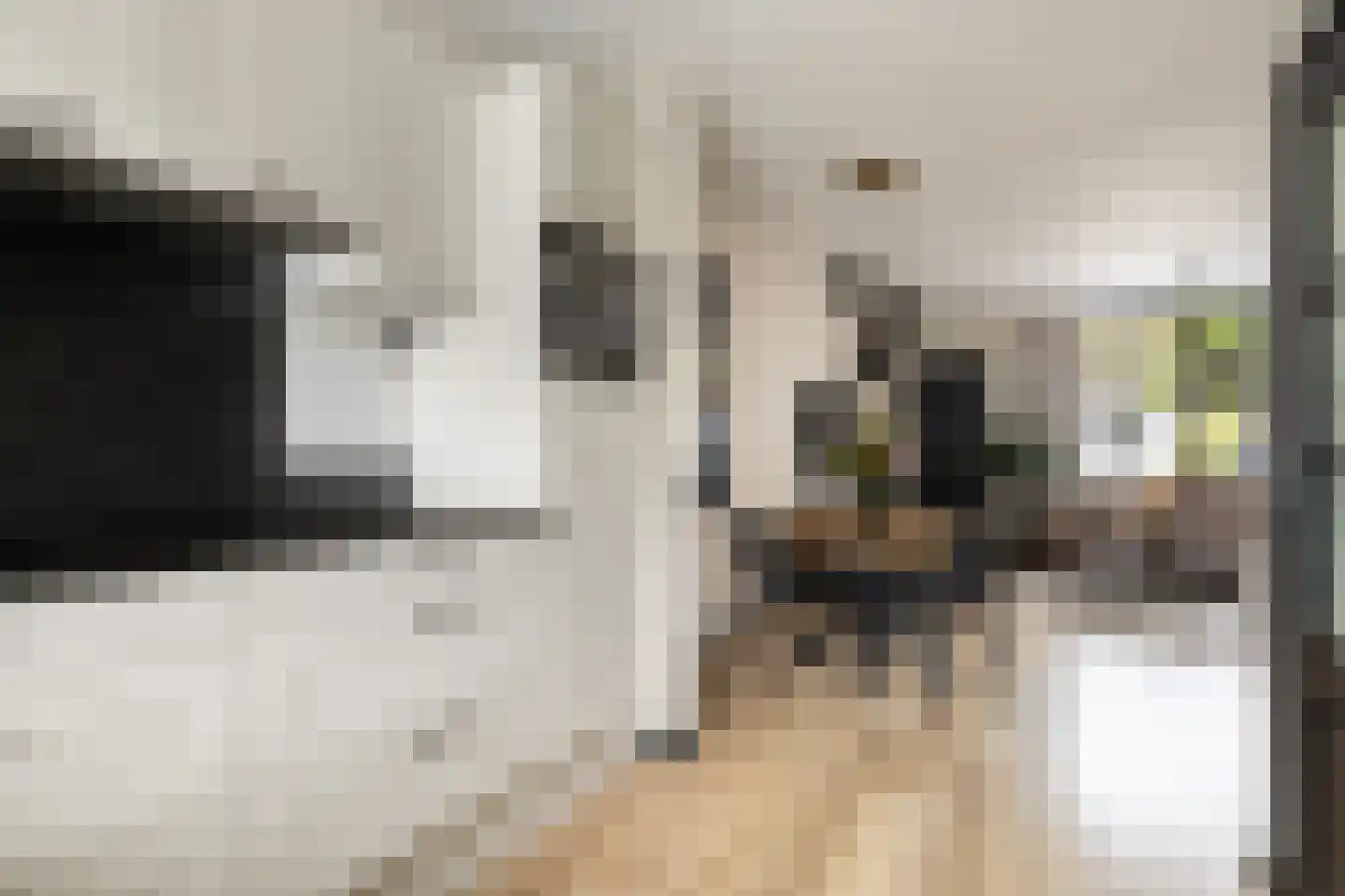 Zilverfazant 4 Nieuwegein thumbnail 10