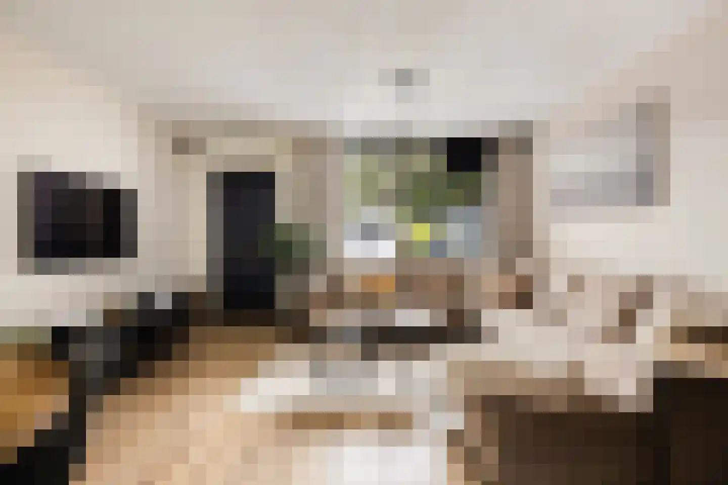 Zilverfazant 4 Nieuwegein thumbnail 11