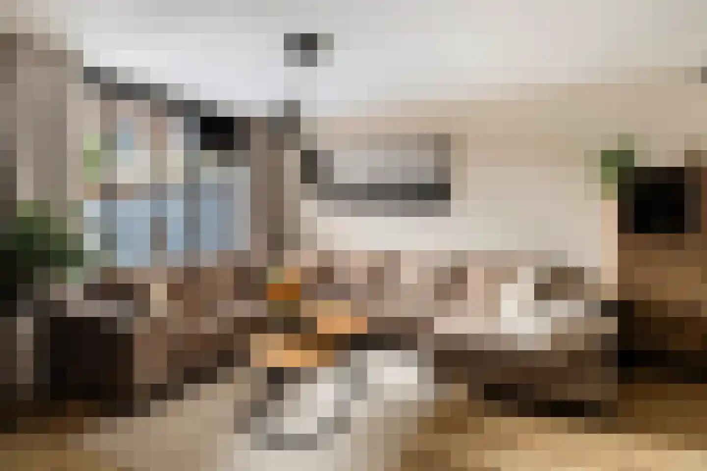 Zilverfazant 4 Nieuwegein thumbnail 13