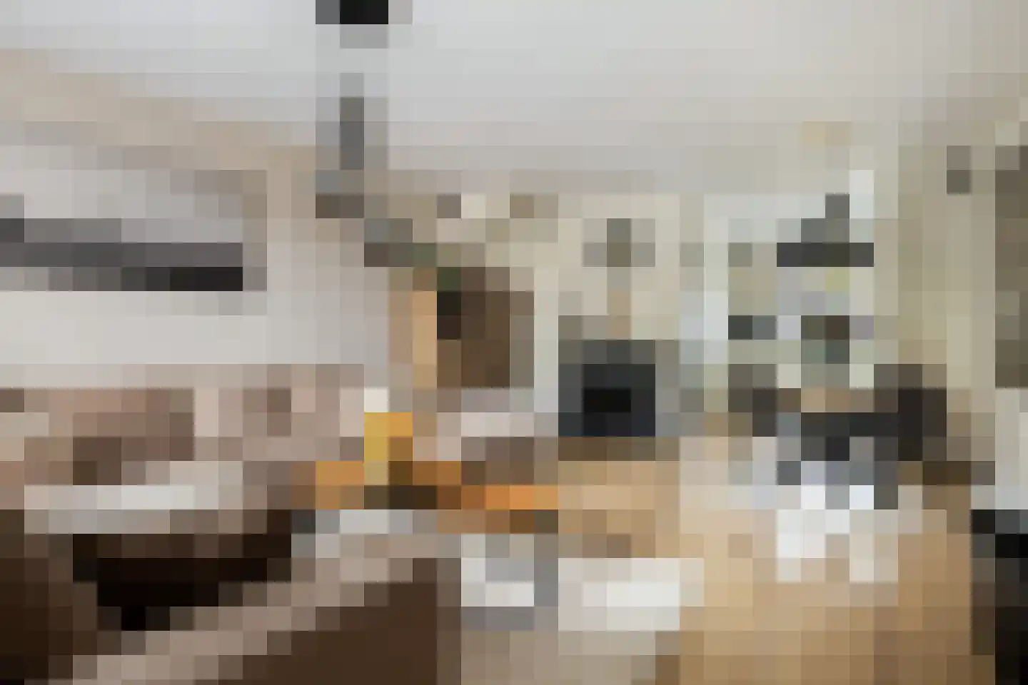 Zilverfazant 4 Nieuwegein thumbnail 14