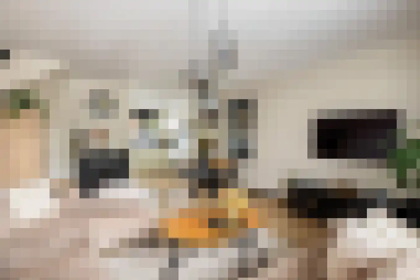 Zilverfazant 4 Nieuwegein thumbnail 15