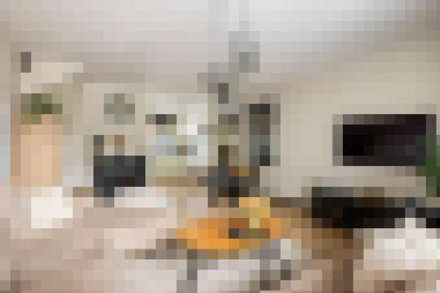 Zilverfazant 4 Nieuwegein thumbnail 16