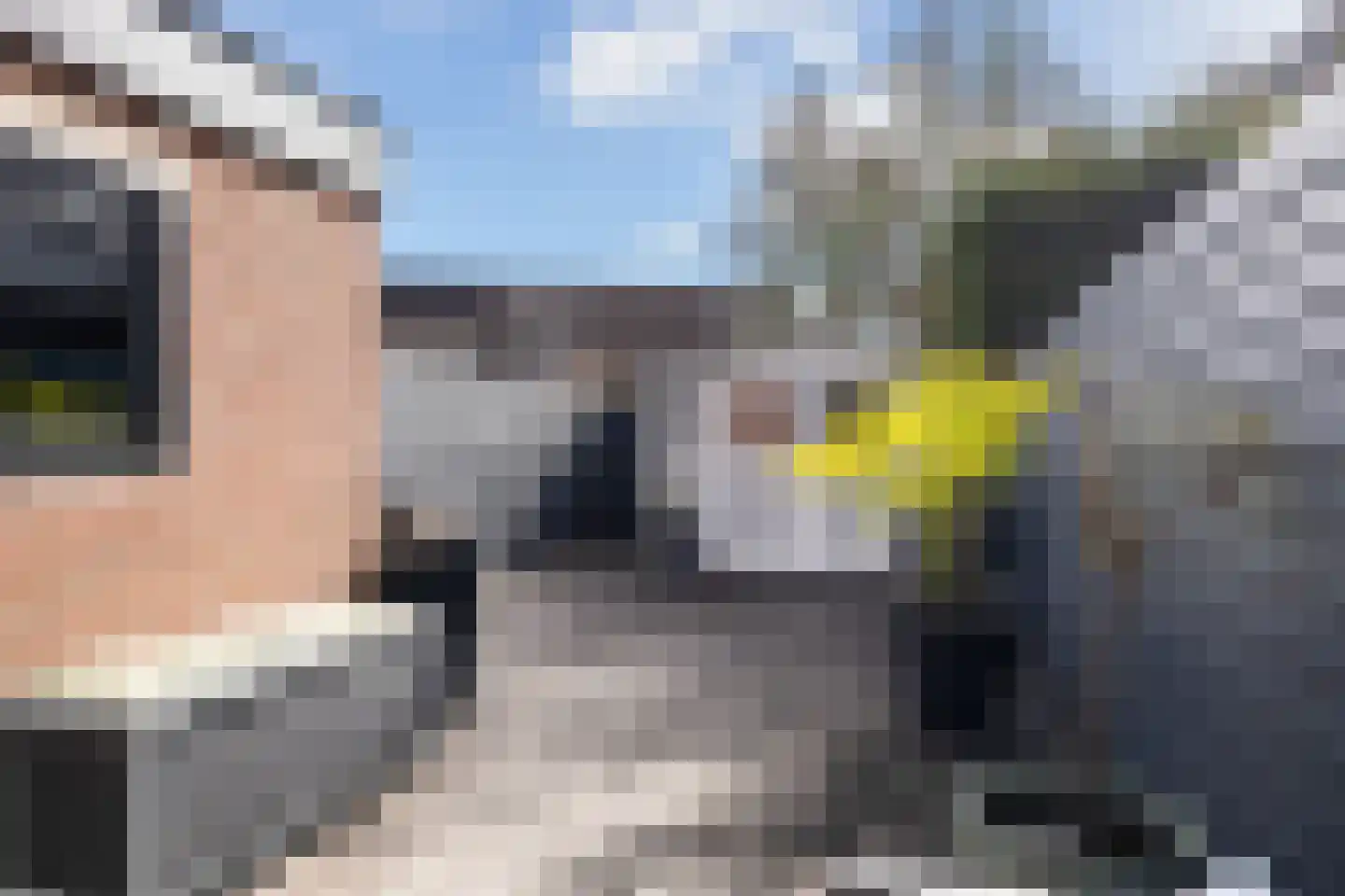 Zilverfazant 4 Nieuwegein thumbnail 20