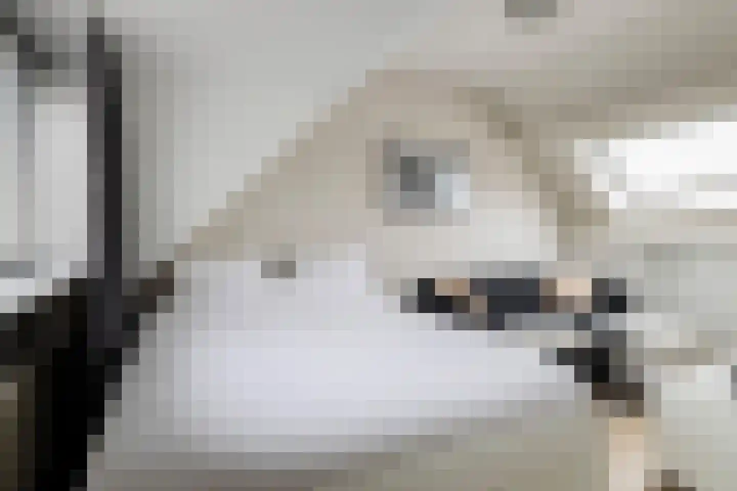Zilverfazant 4 Nieuwegein thumbnail 32