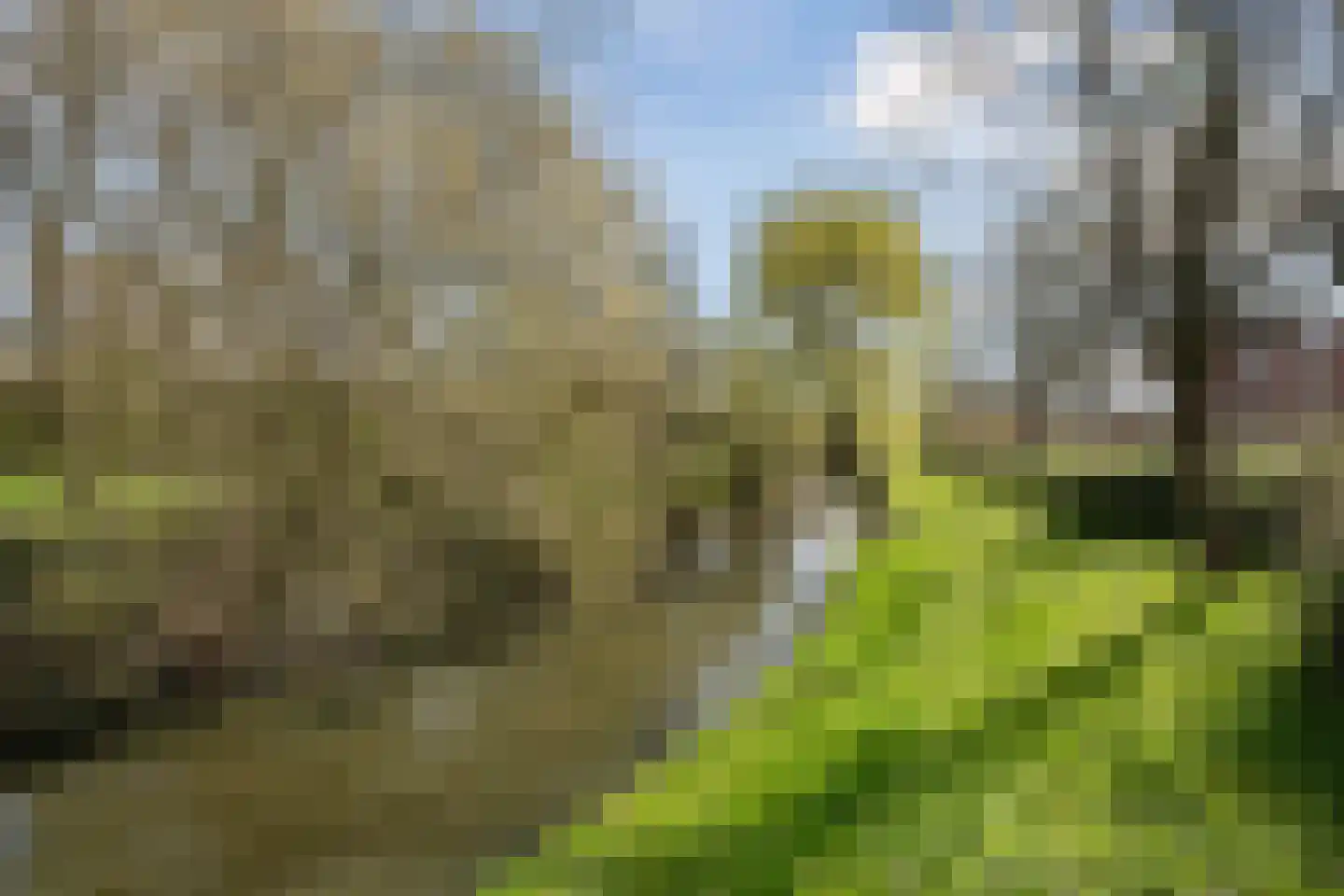 Zilverfazant 4 Nieuwegein thumbnail 35