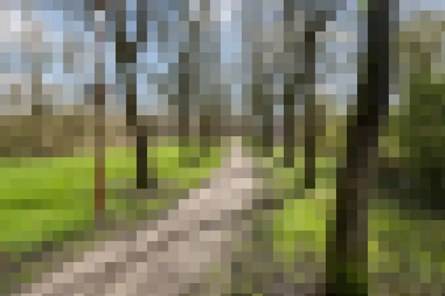 Zilverfazant 4 Nieuwegein thumbnail 36