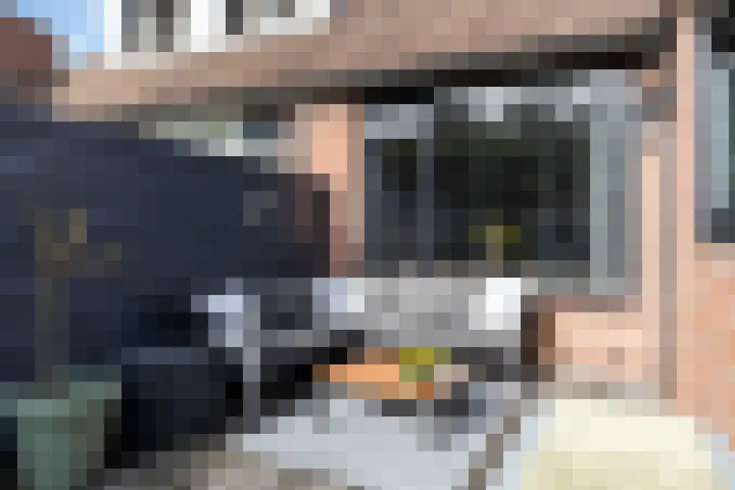 Zilverfazant 4 Nieuwegein thumbnail 4