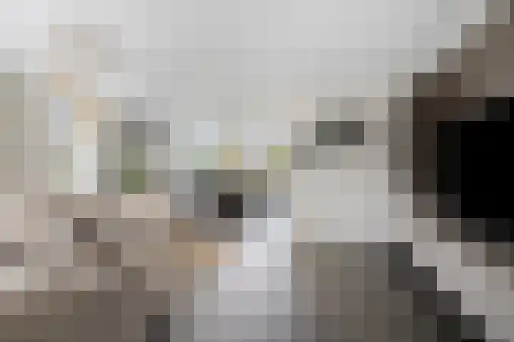 Zilverijzer 6 Volendam thumbnail 4