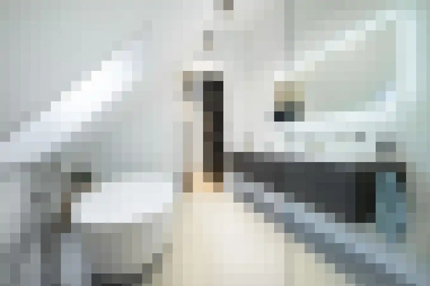 Zilverkarper 13 Vlijmen thumbnail 16