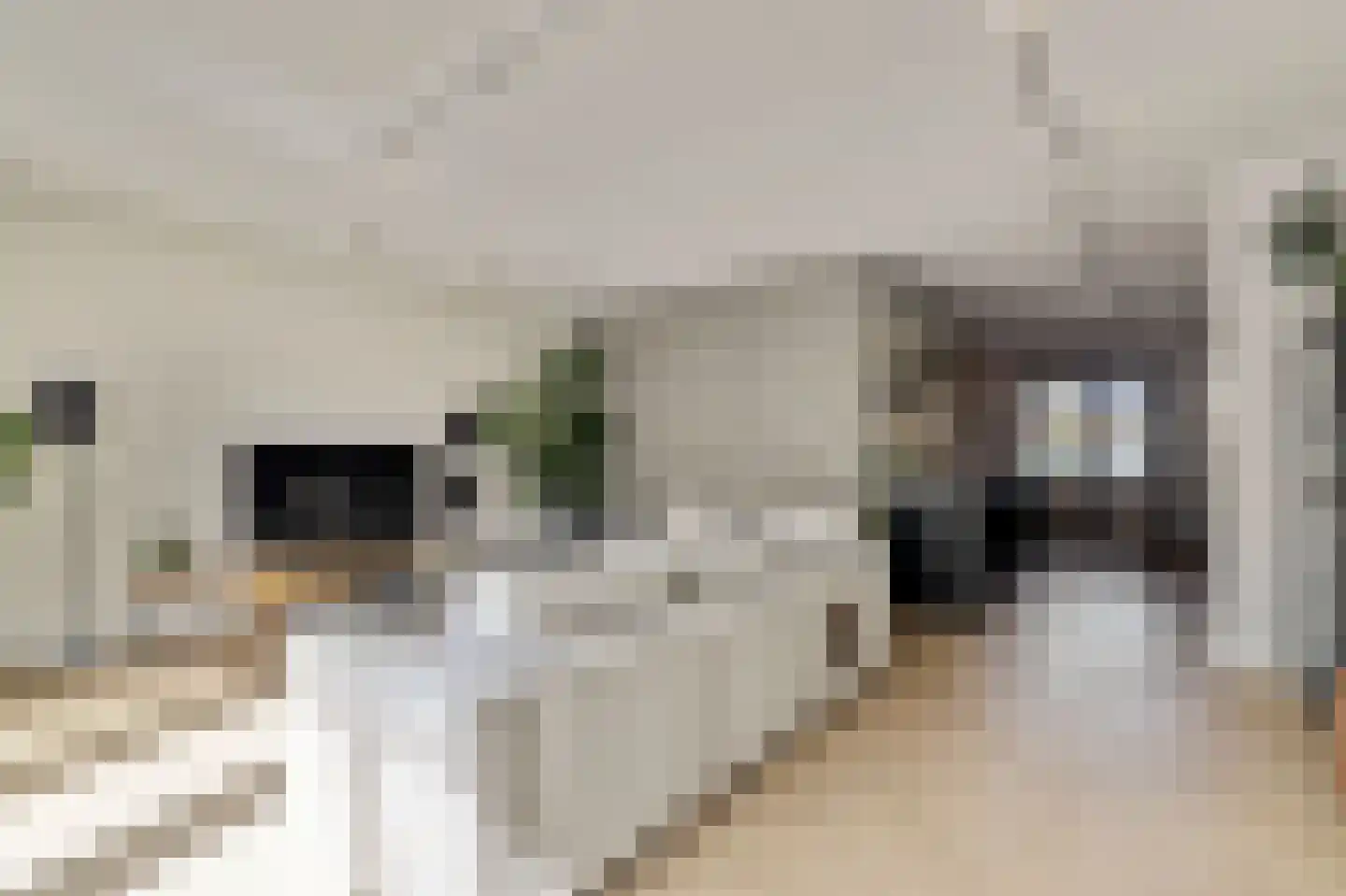 Zilverkarper 14 Waddinxveen thumbnail 12