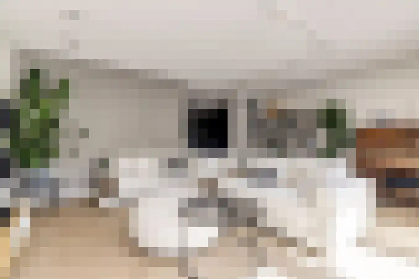 Zilverkarper 14 Waddinxveen thumbnail 13