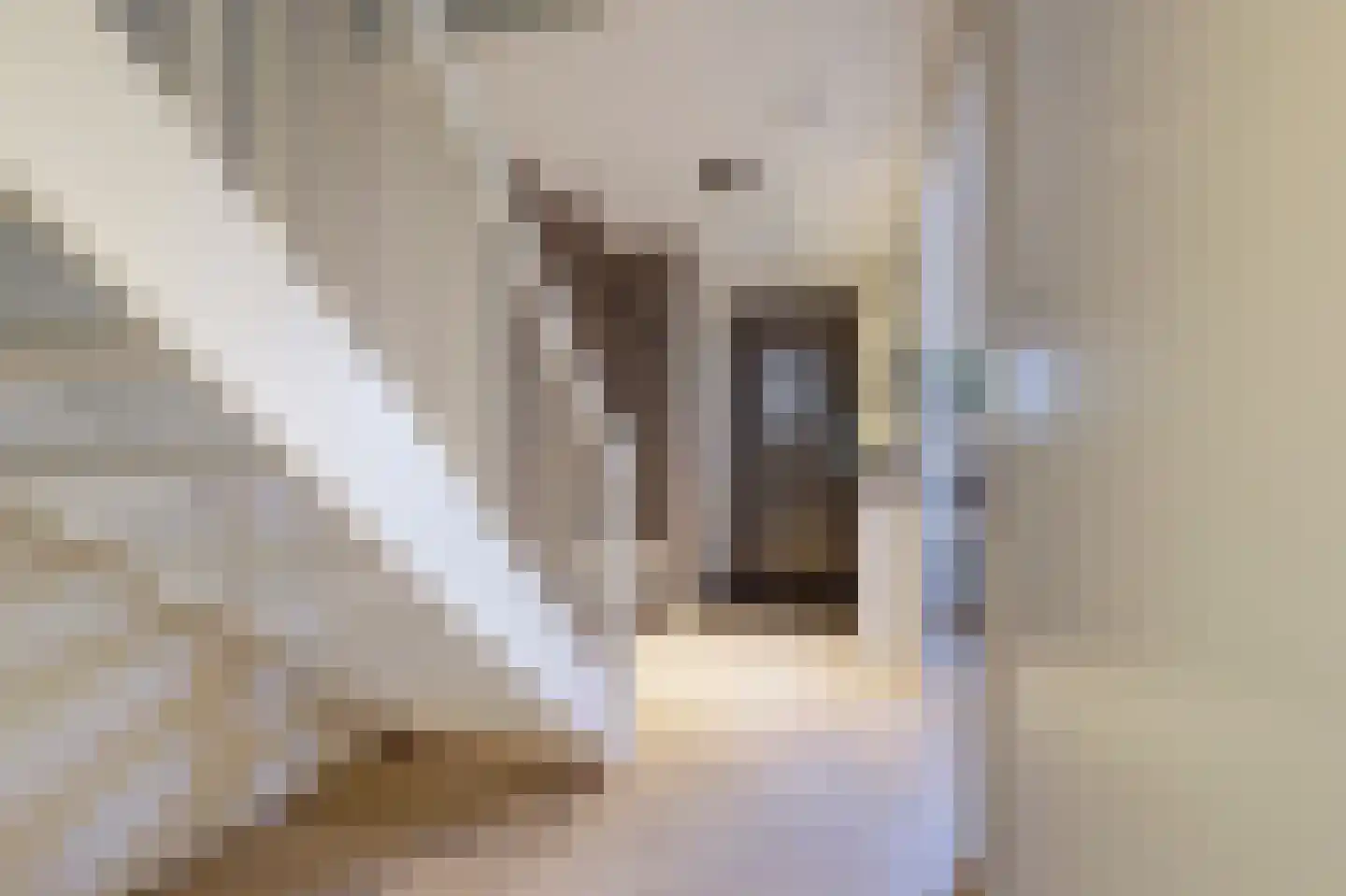 Zilverkarper 14 Waddinxveen thumbnail 21