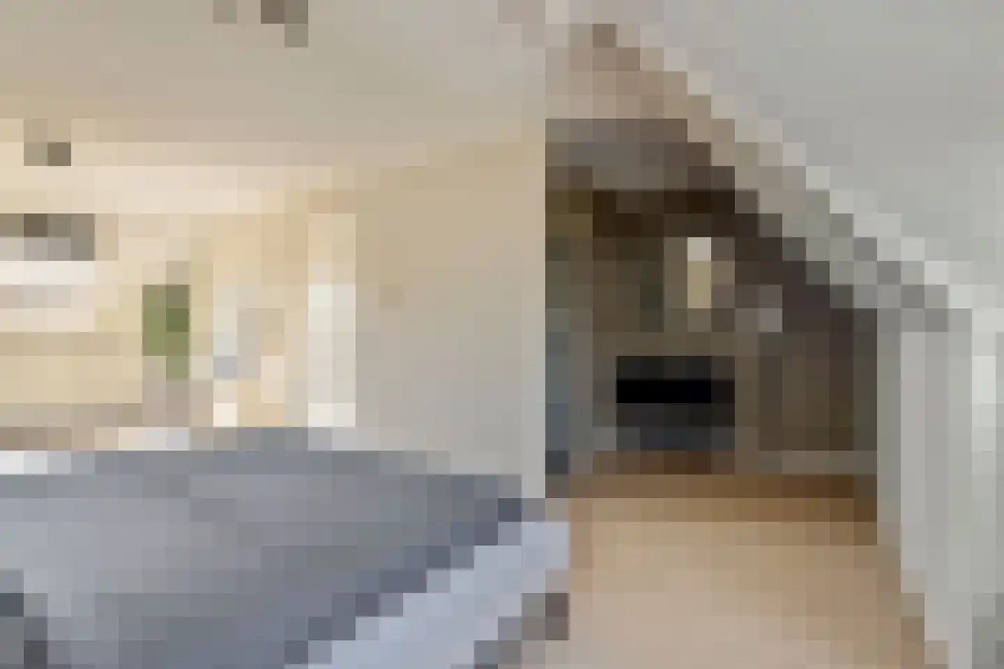 Zilverkarper 14 Waddinxveen thumbnail 38