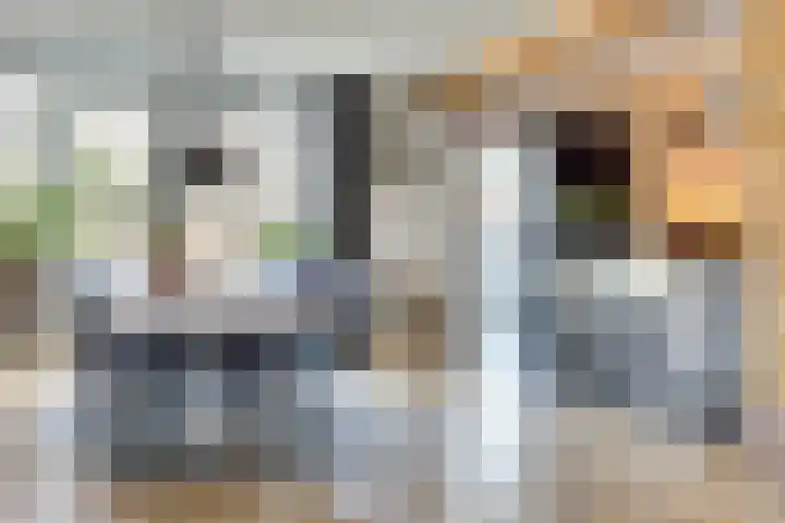 Zilverkarper 4 Vlijmen thumbnail 4