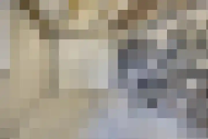 Zilverkarper 4 Vlijmen thumbnail 55