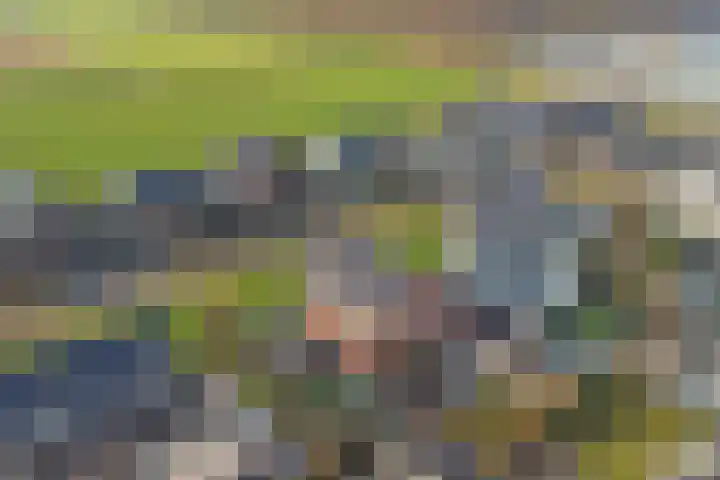 Zilverkarper 4 Vlijmen thumbnail 66