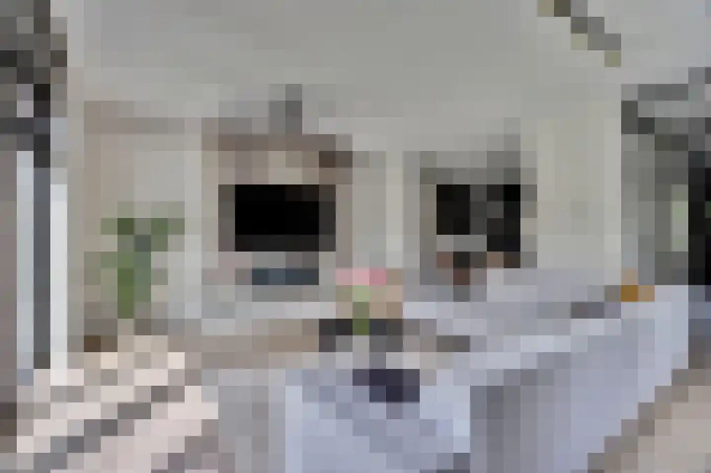 Zilverkarper 8 Waddinxveen thumbnail 10