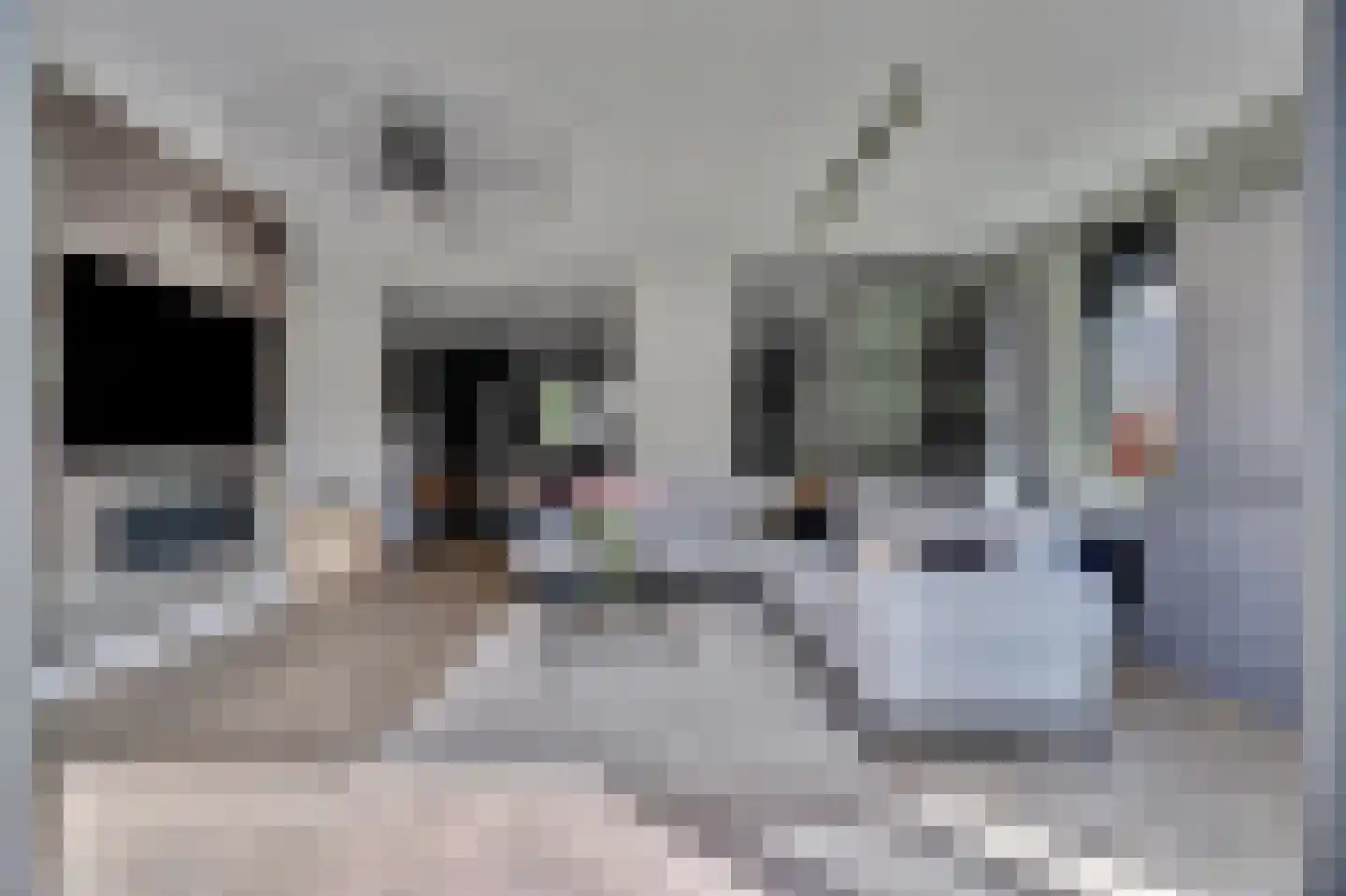 Zilverkarper 8 Waddinxveen thumbnail 11