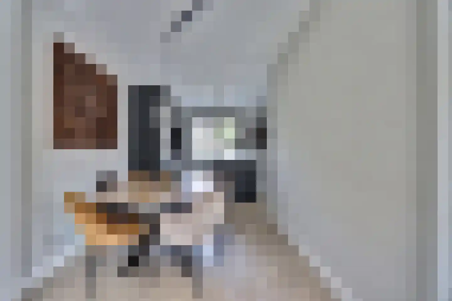 Zilverkarper 8 Waddinxveen thumbnail 12