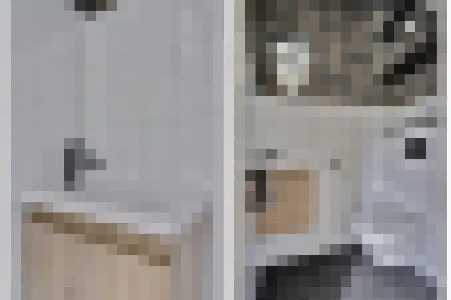 Zilverkarper 8 Waddinxveen thumbnail 17