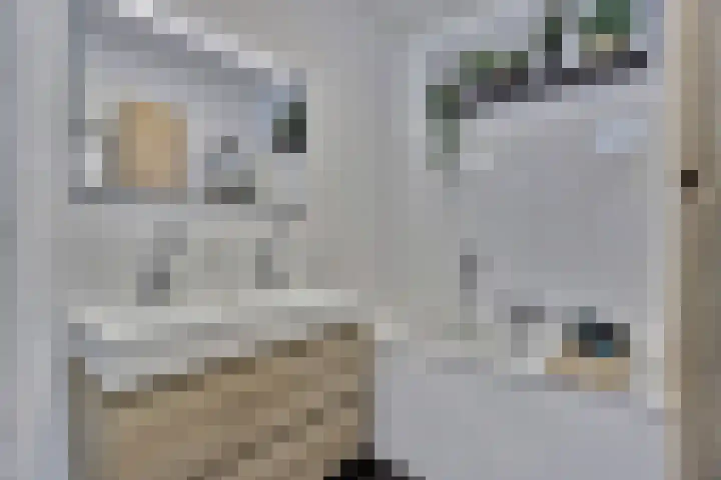 Zilverkarper 8 Waddinxveen thumbnail 26