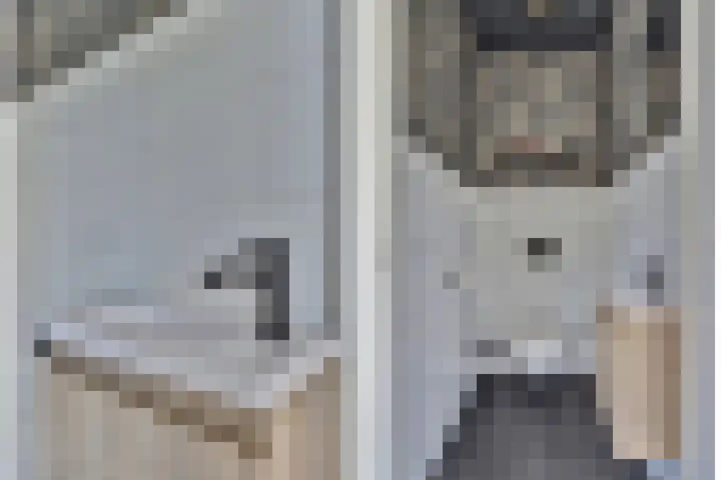 Zilverkarper 8 Waddinxveen thumbnail 29