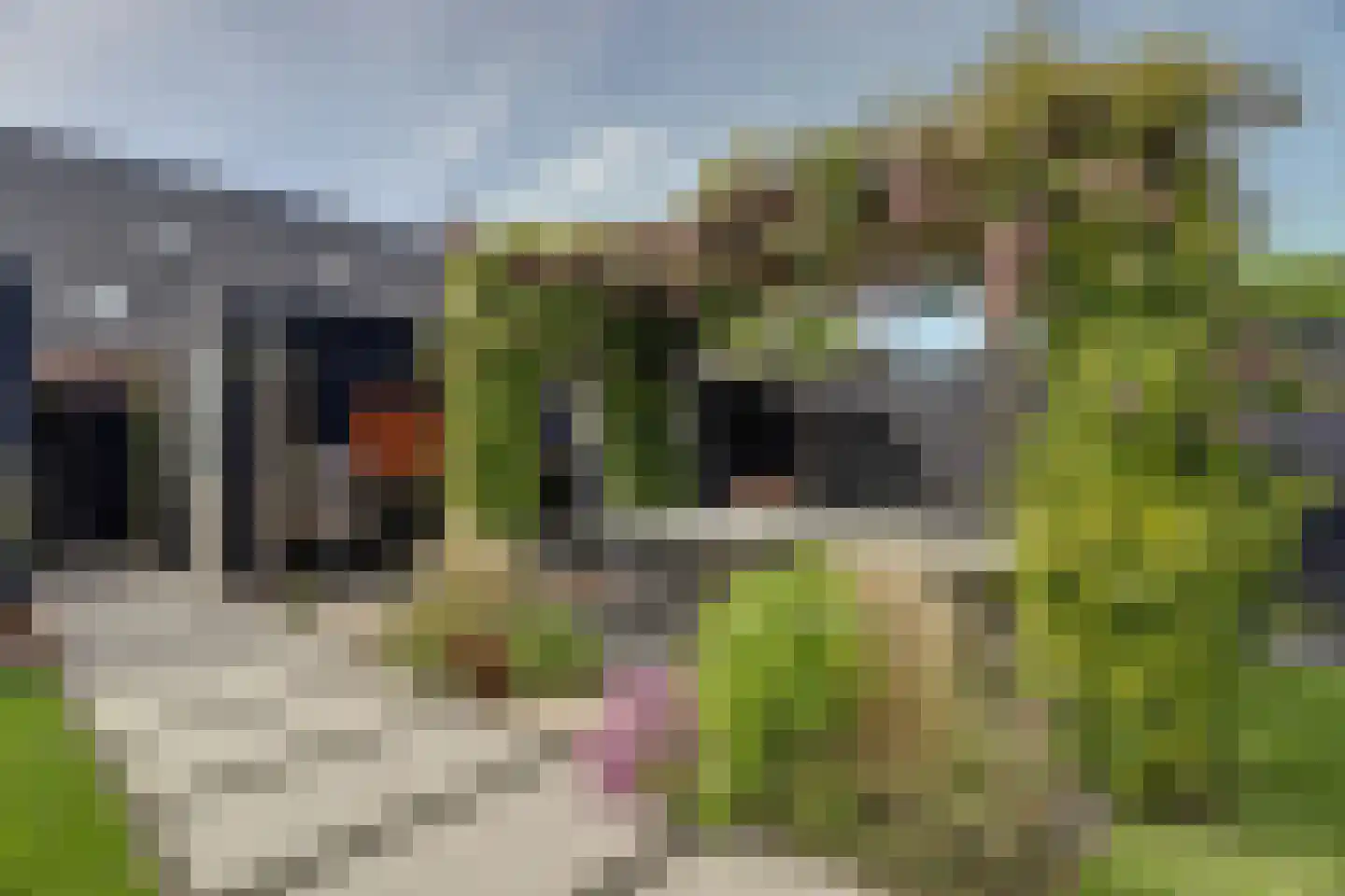 Zilverkarper 8 Waddinxveen thumbnail 43
