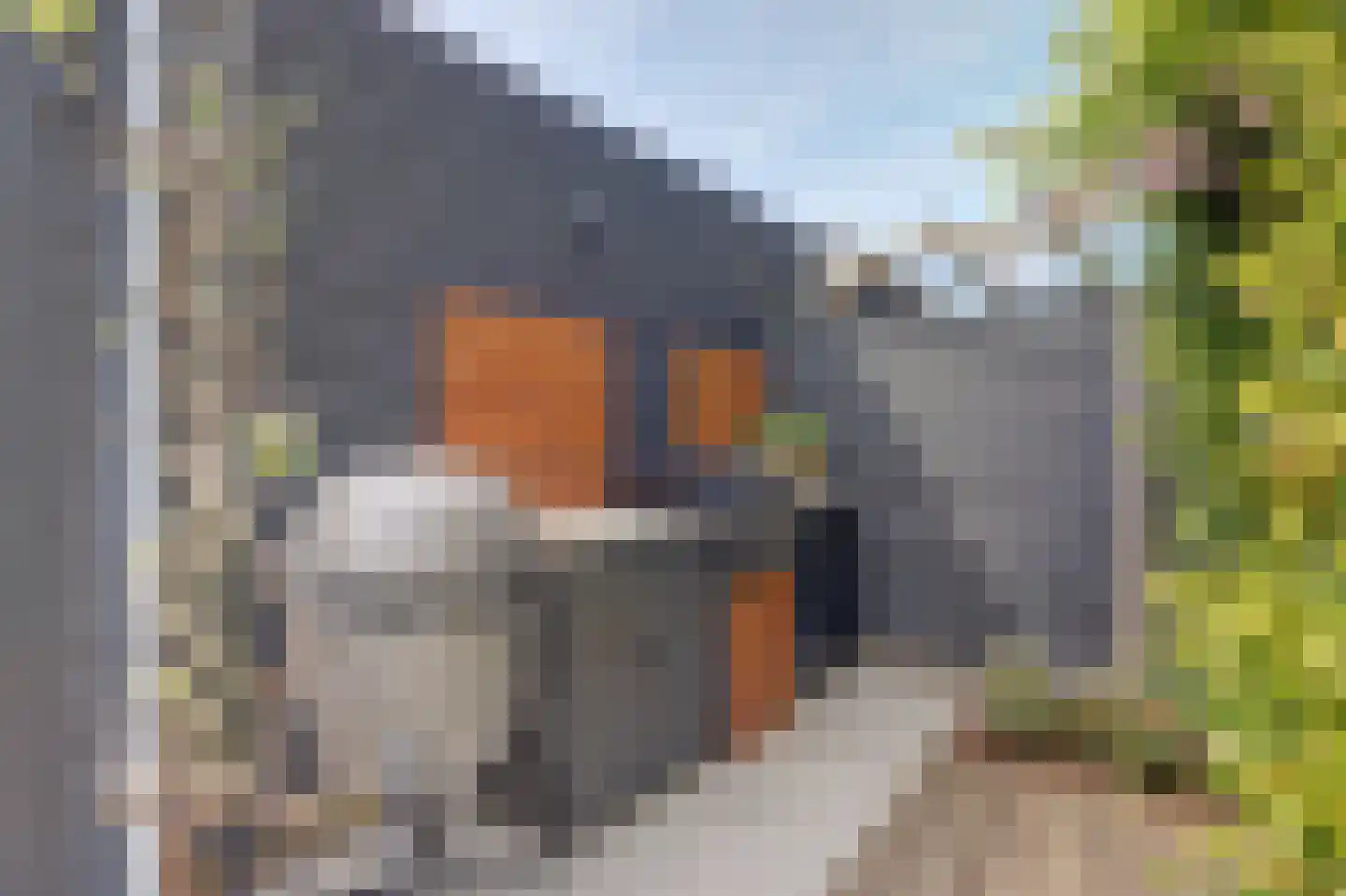 Zilverkarper 8 Waddinxveen thumbnail 44