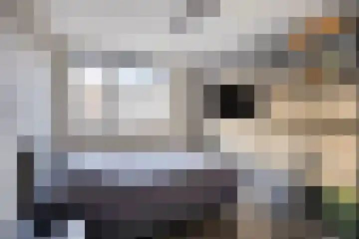Zilvermeeuw 1 De Lier thumbnail 15