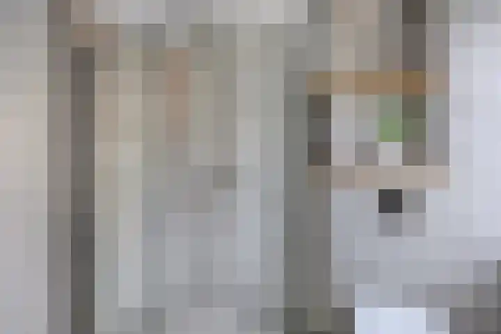 Zilvermeeuw 1 De Lier thumbnail 18