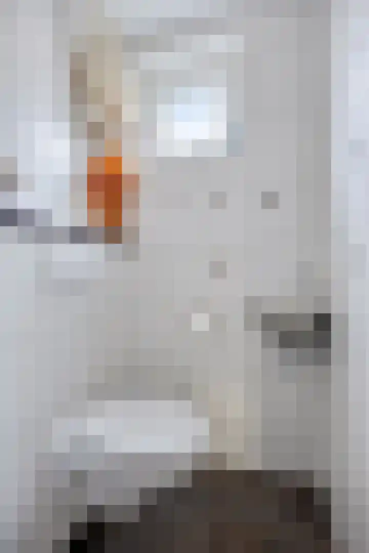 Zilvermeeuw 1 De Lier thumbnail 4