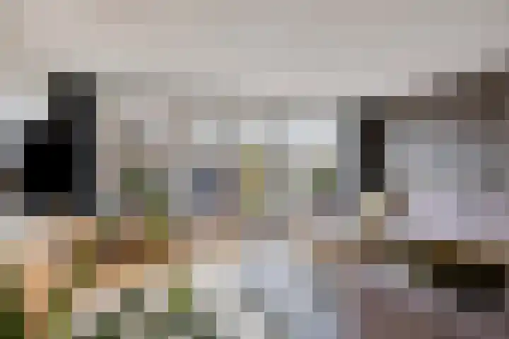 Zilvermeeuw 1 De Lier thumbnail 6