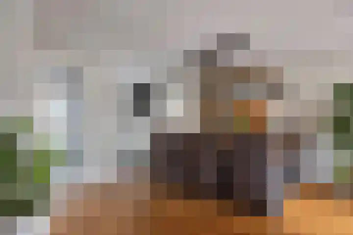 Zilvermeeuw 1 De Lier thumbnail 8