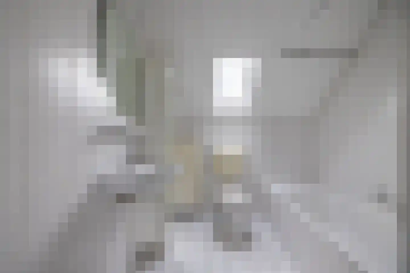 Zilvermeeuw 10 Lathum thumbnail 45