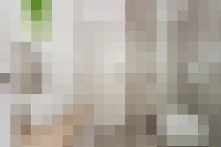 Zilvermeeuw 102 Etten-Leur thumbnail 19