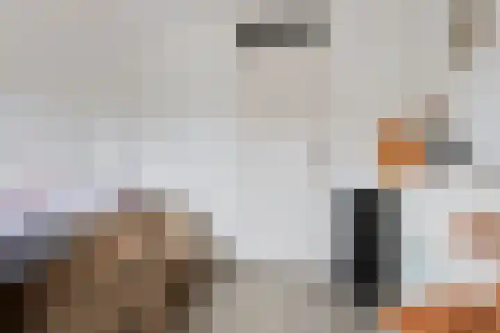 Zilvermeeuw 102 Etten-Leur thumbnail 23