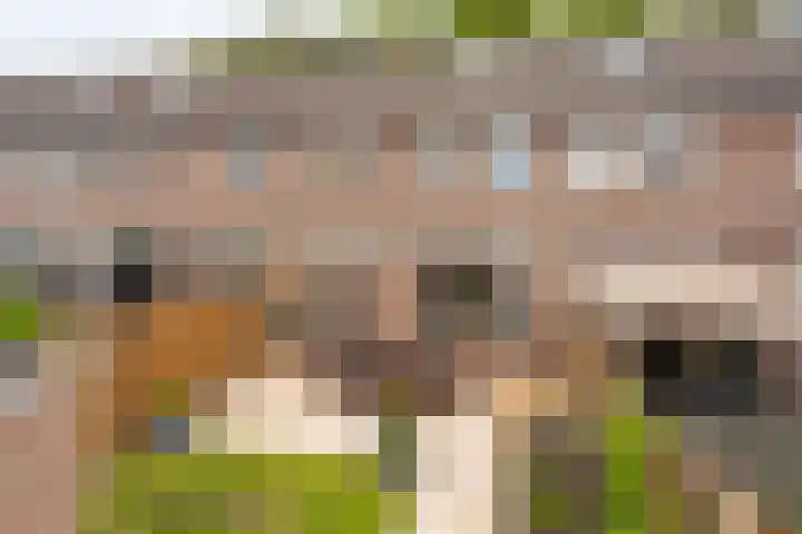 Zilvermeeuw 102 Etten-Leur thumbnail 28