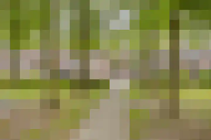 Zilvermeeuw 102 Etten-Leur thumbnail 34