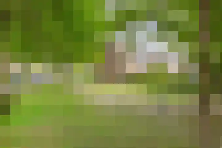 Zilvermeeuw 102 Etten-Leur thumbnail 38