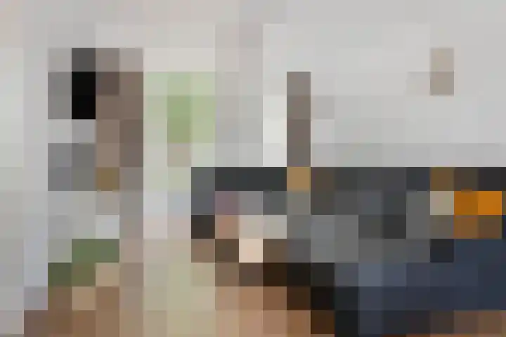 Zilvermeeuw 102 Etten-Leur thumbnail 7