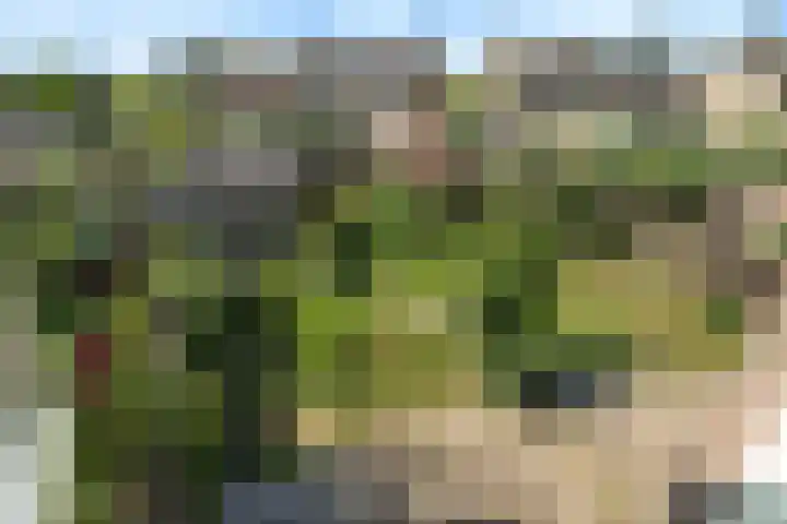 Zilvermeeuw 116 Etten-Leur thumbnail 33