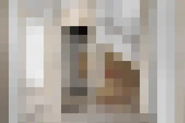 Zilvermeeuw 116 Etten-Leur thumbnail 8