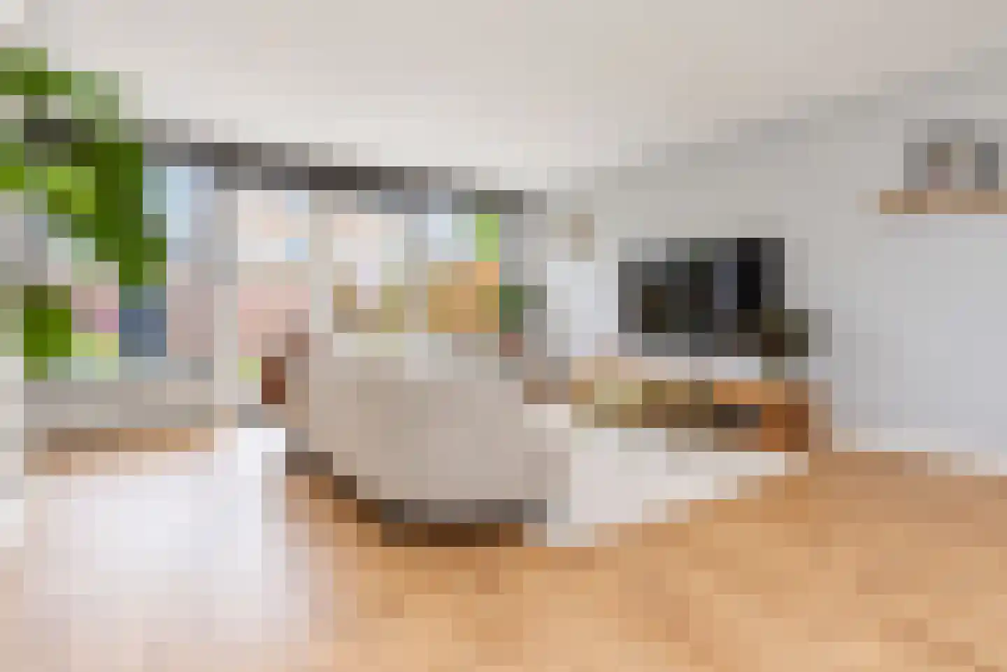 Zilvermeeuw 15 De Lier thumbnail 11