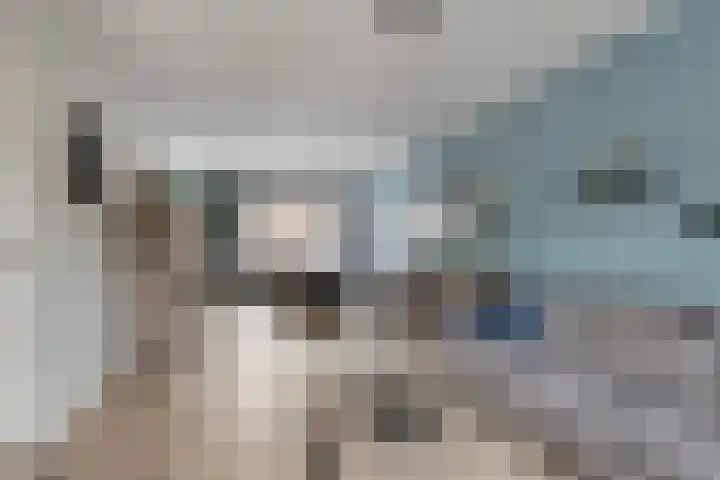 Zilvermeeuw 151 Etten-Leur thumbnail 11