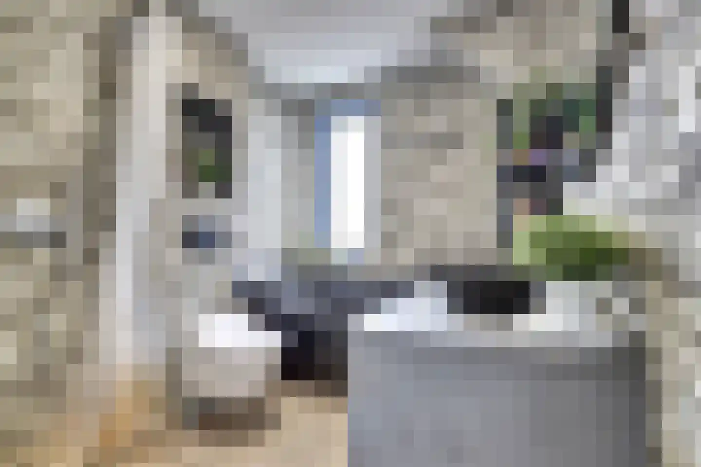 Zilvermeeuw 18 De Lier thumbnail 23