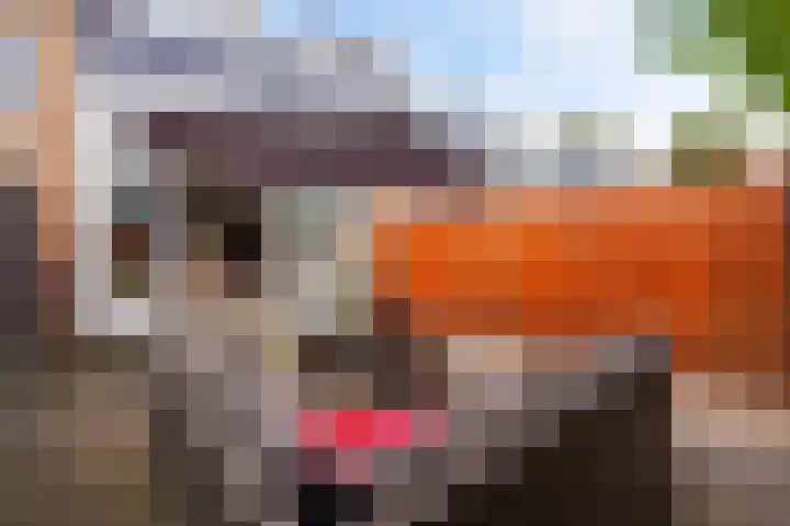 Zilvermeeuw 22 De Lier thumbnail 16