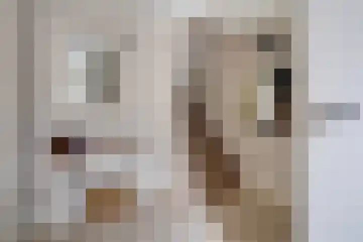 Zilvermeeuw 22 De Lier thumbnail 5