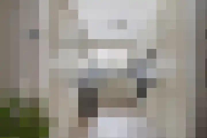 Zilvermeeuw 22 De Lier thumbnail 7